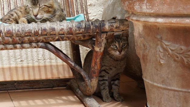 Retrato de um gato sentado em madeira