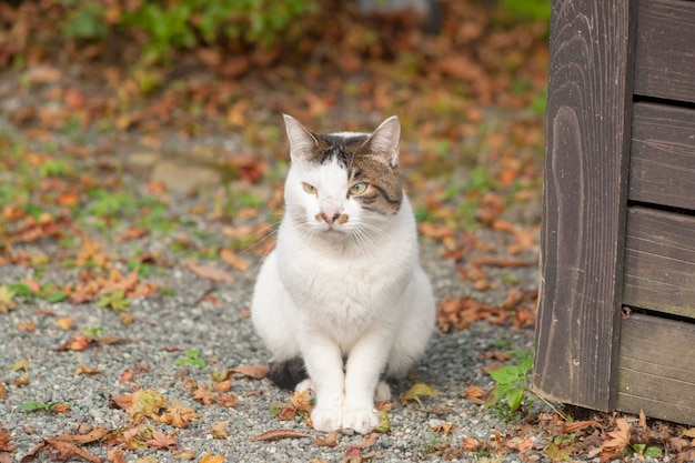 Retrato de um gato sentado em terra