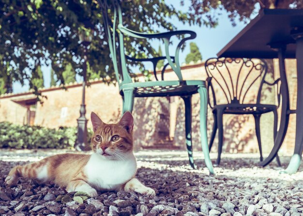 Foto retrato de um gato sentado em uma cadeira