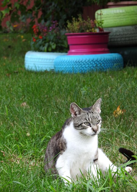 Foto retrato de um gato sentado na grama no jardim