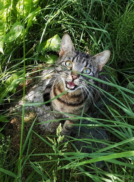 Foto retrato de um gato sentado na grama