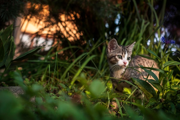 Foto retrato de um gato sentado na grama