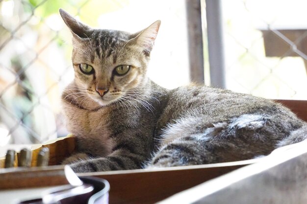 Foto retrato de um gato sentado na mesa