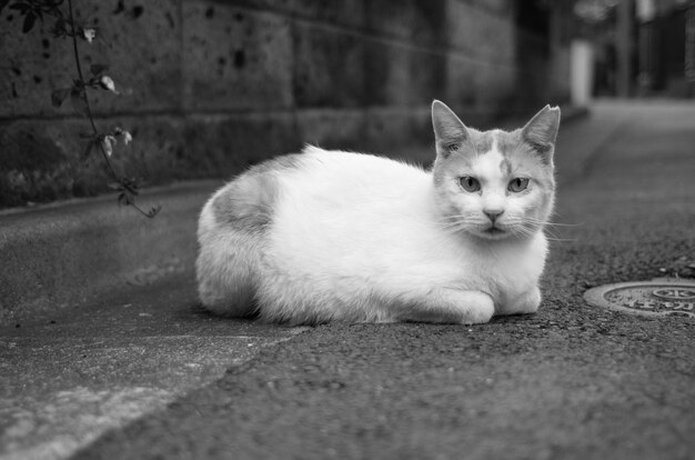 Foto retrato de um gato sentado na rua