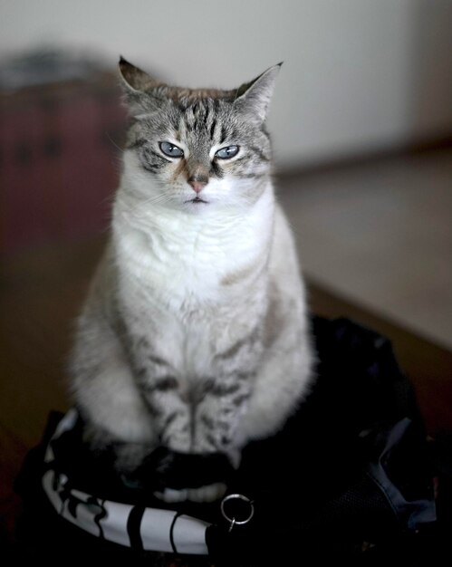 Foto retrato de um gato sentado no chão