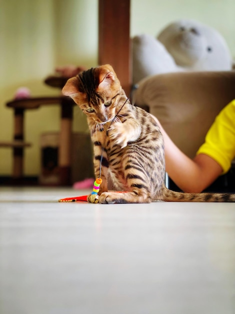 Foto retrato de um gato sentado no sofá em casa