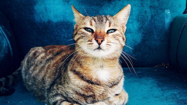 Foto retrato de um gato sentado