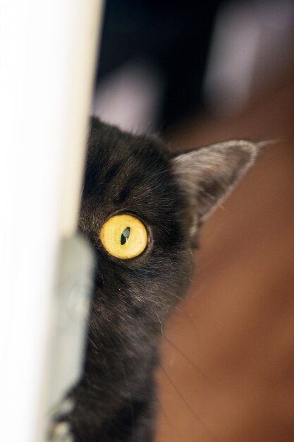 Foto retrato de um gato shorthair escocês. gato brinca com a pata
