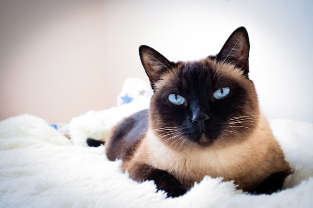 Retrato de um gato siamês em um sofá em casa.