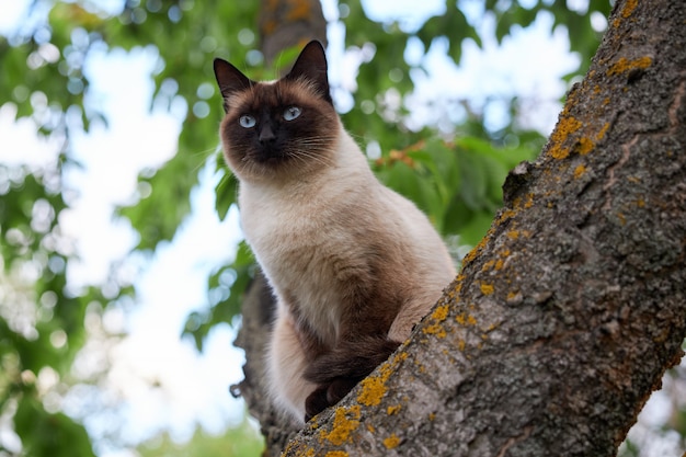 Retrato de um gato siamês nobre sentado na árvore velha n