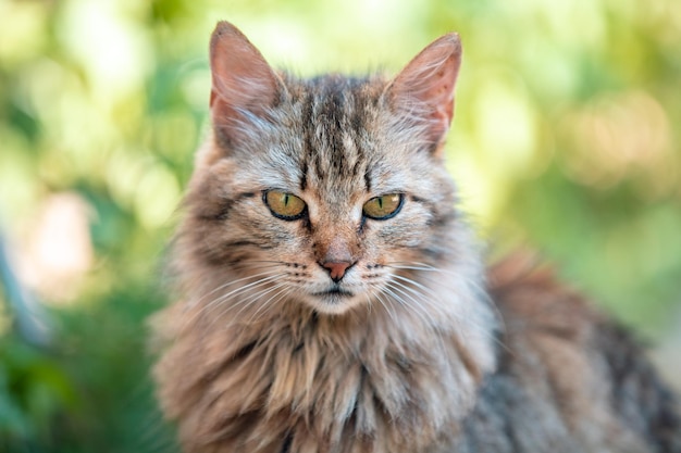 Retrato de um gato siberiano relaxando ao ar livre no jardim de verão