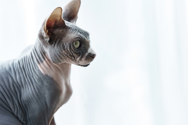 Retrato de um gato sphynx canadense fofo e inteligente