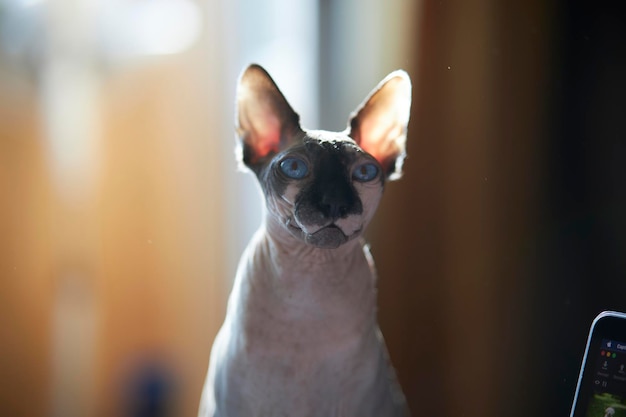 Retrato de um gato Sphynx canadense Lugar para texto