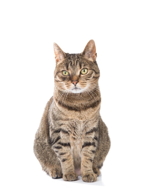 Foto retrato de um gato tabby contra fundo branco.