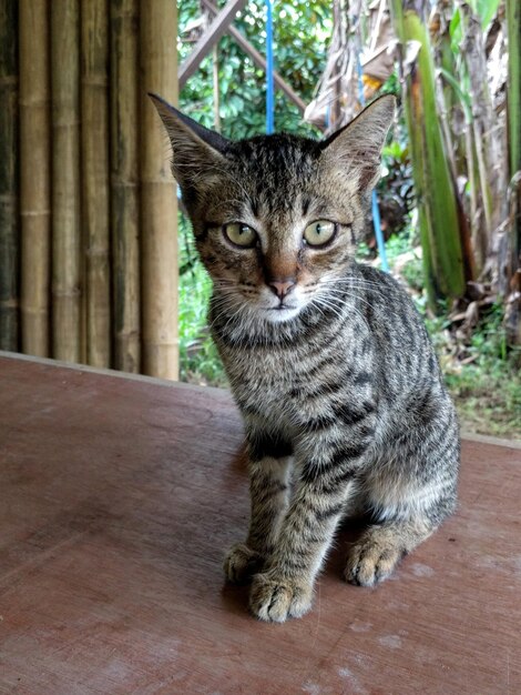 Foto retrato de um gato tabby sentado ao ar livre