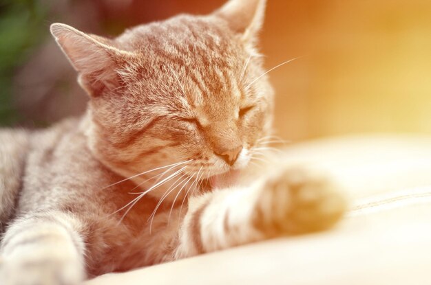 Retrato de um gato tabby sentado e lambendo seu cabelo ao ar livre e deitado no sofá castanho à noite