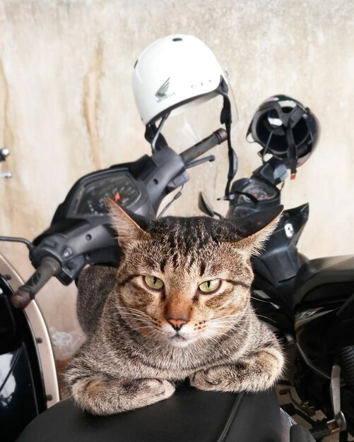 Foto retrato de um gato tabby sentado em uma scooter