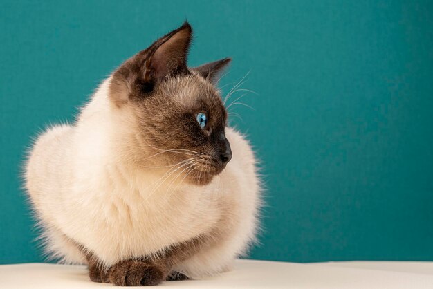 Retrato de um gato tailandês em um fundo azul gato tailandês fechado
