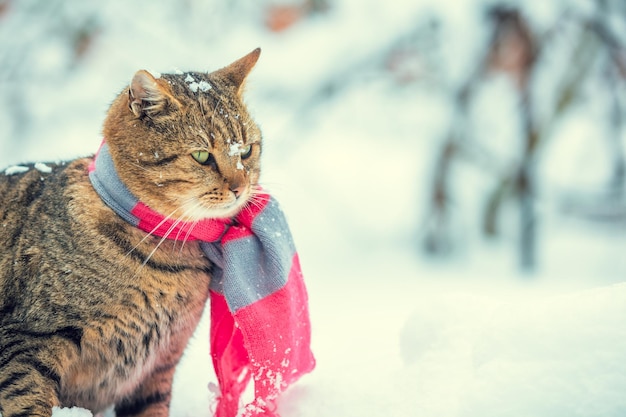 Retrato de um gato usando cachecol perto do abeto nevado Gato sentado ao ar livre no inverno