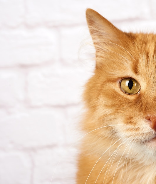 Retrato de um gato vermelho adulto