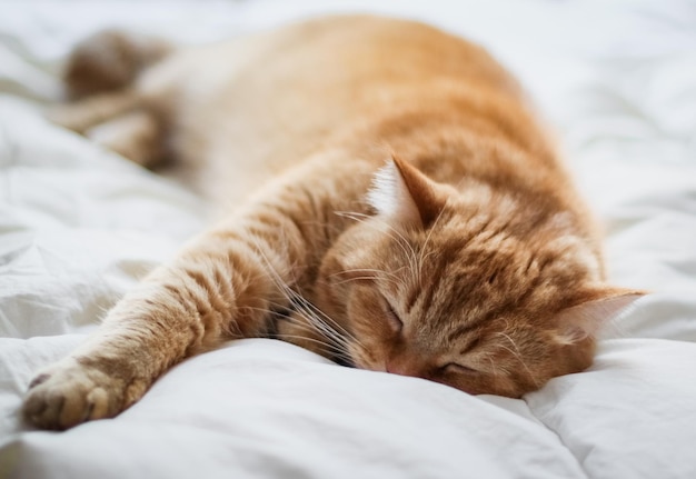 Retrato de um gato vermelho com pedigree dormindo com a pata esticada para a frente em um edredom branco