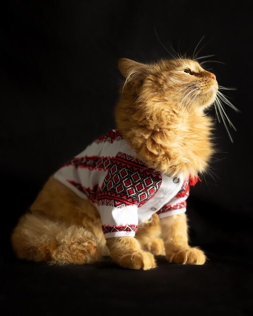 Retrato de um gato vermelho de perfil em um fundo preto