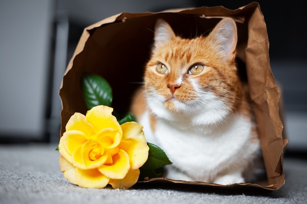 Retrato de um gato vermelho e branco deitado no chão em um saco de papel ecológico, olhando para longe, perto de flor rosa amarela.
