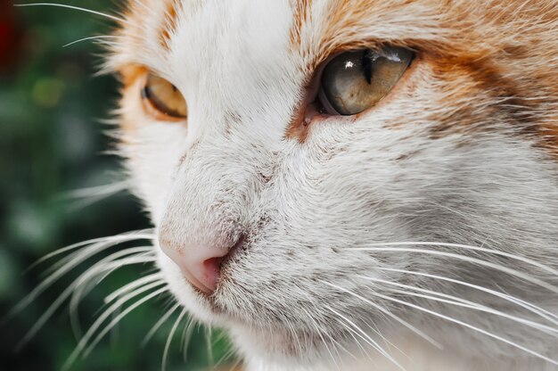 Retrato de um gato vermelho e branco