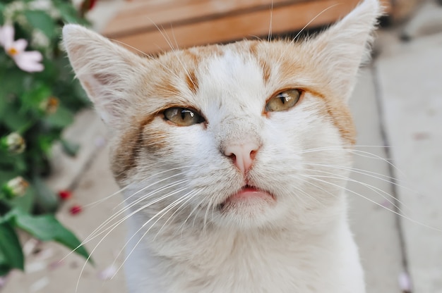 Retrato de um gato vermelho e branco