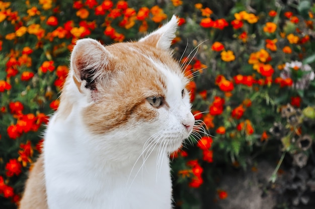 Retrato de um gato vermelho e branco