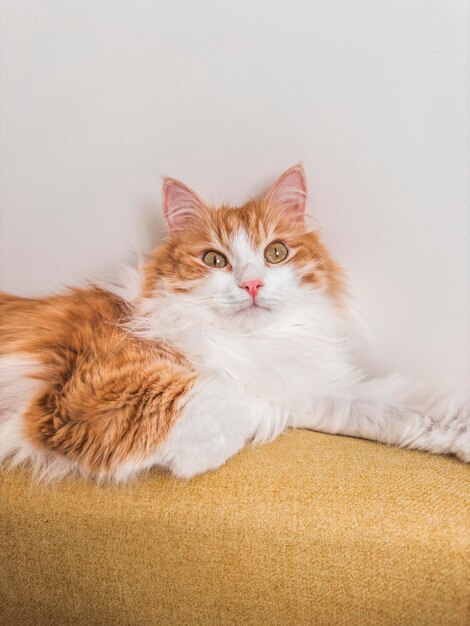 Retrato de um gato vermelho engraçado em um sofá amarelo conceito de animal de estimação