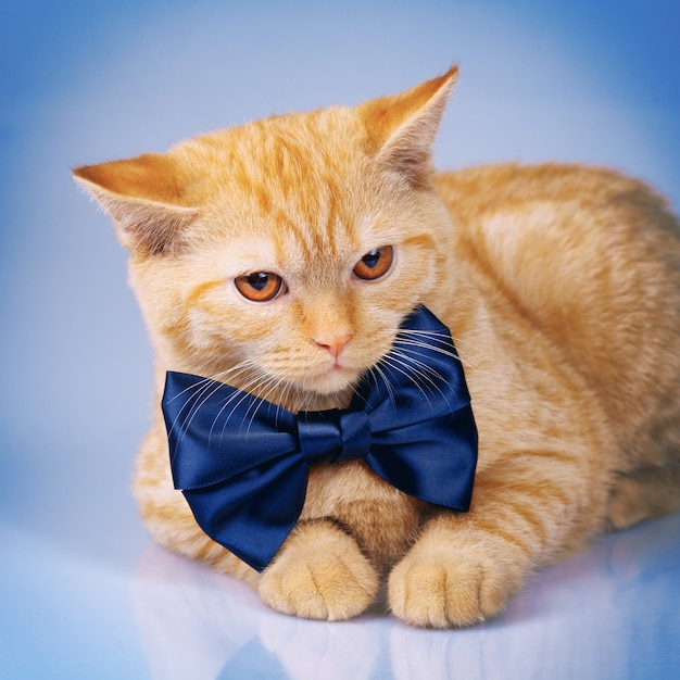 Retrato de um gato vermelho fofo usando gravata borboleta