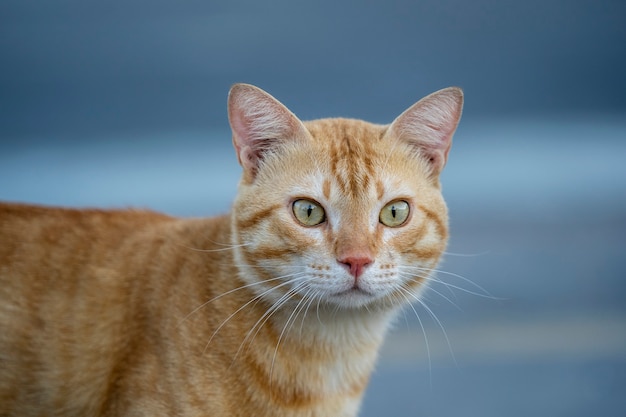 Retrato de um gato vermelho solitário na rua do egito em sharm el sheikh, close-up