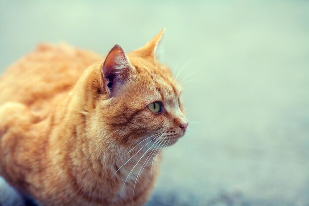 Retrato de um gato vermelho