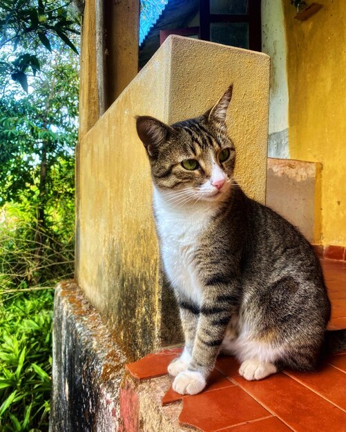 Foto retrato de um gato