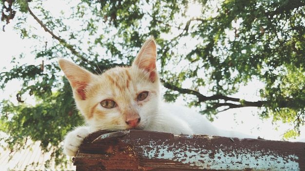 Foto retrato de um gato