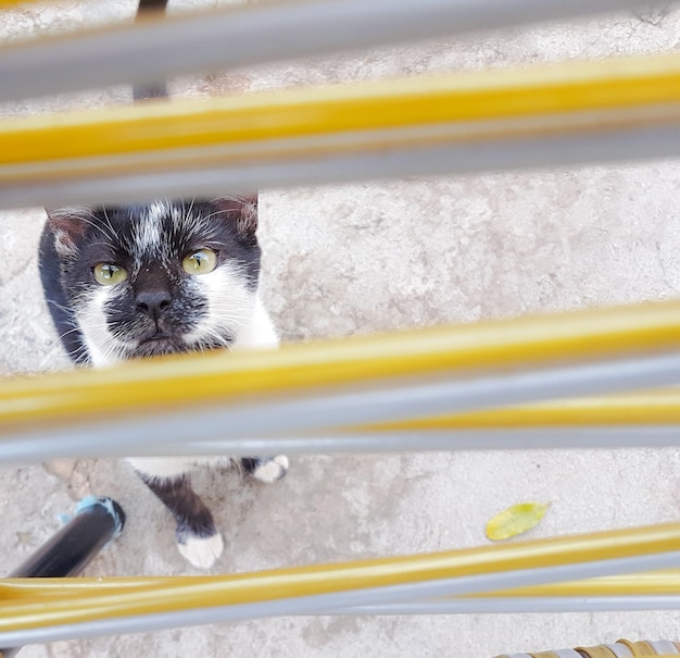 Retrato de um gato