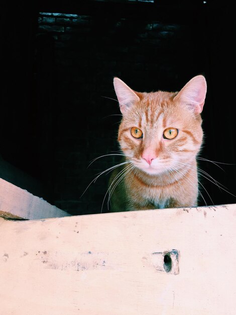 Foto retrato de um gato