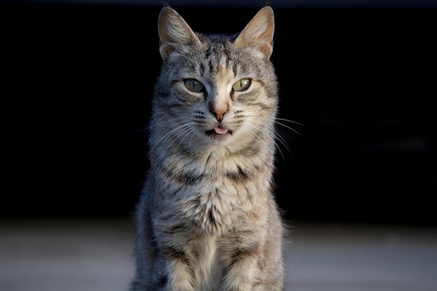 Retrato de um gato