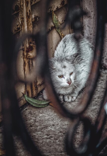 Retrato de um gato