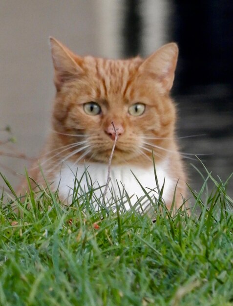 Foto retrato de um gato