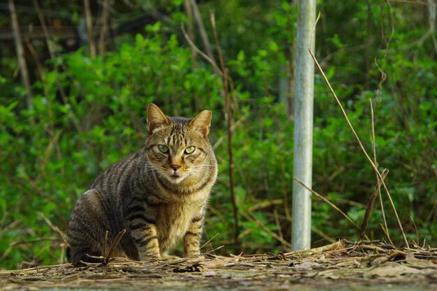 Foto retrato de um gato