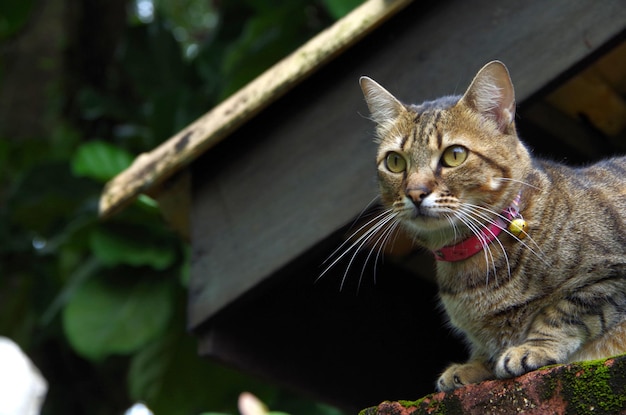 Foto retrato de um gato