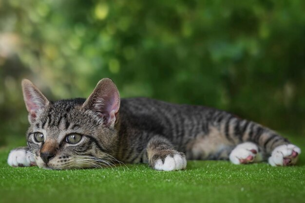 Retrato de um gato