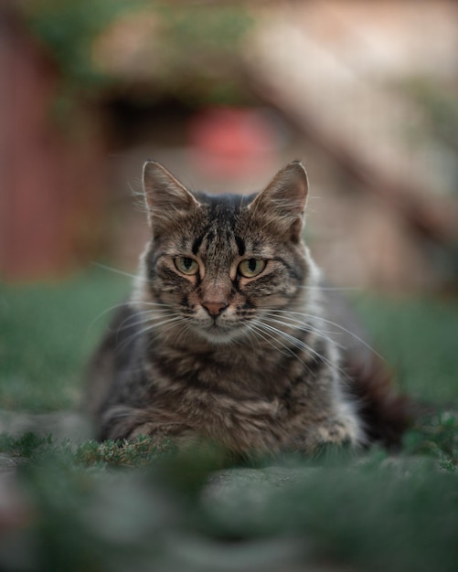 retrato de um gato