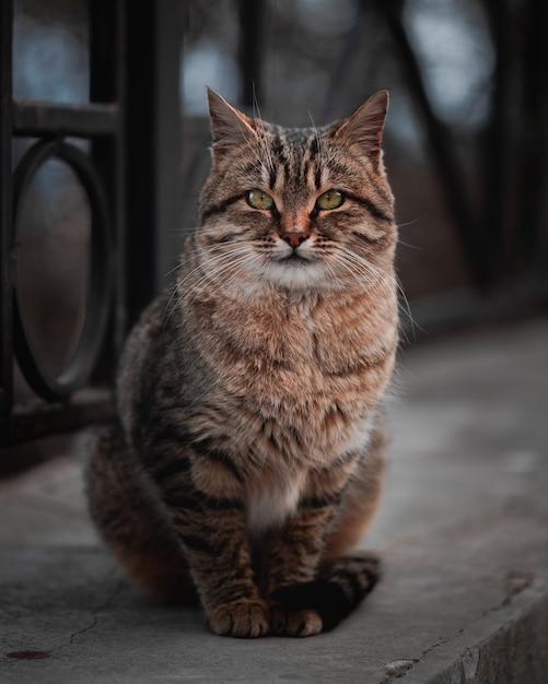 Retrato de um gato