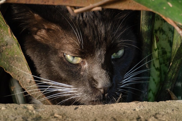 Retrato de um gato