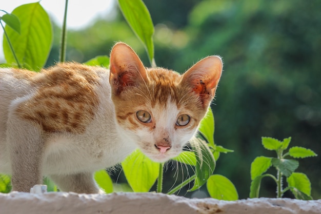 Retrato de um gato