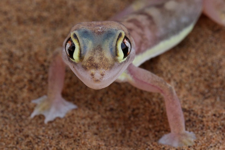 Foto retrato de um geco em close-up