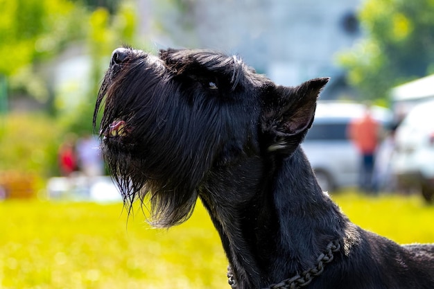 Retrato de um gigante de raça de cachorro desgrenhado preto Schnauzer riesenschnauzer O cachorro olha para cima